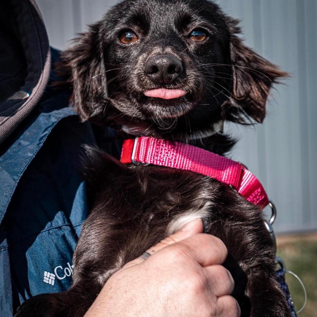 Enlarge Klein, a Adoptable mixed breed in Tomah, WI image 6/6