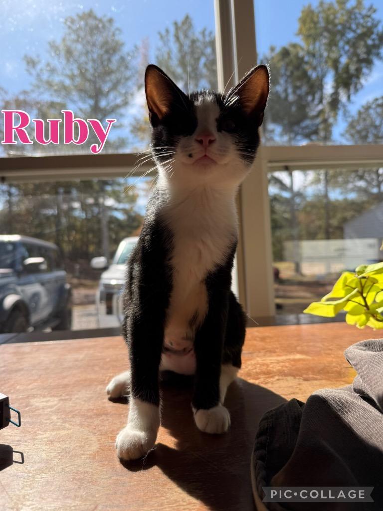 Enlarge Ruby, a Adoptable mixed breed in Fort Oglethorpe, GA image 2/4