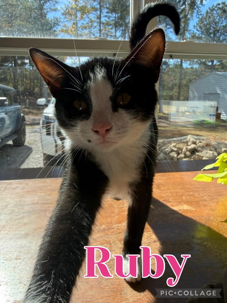 Ruby, a Adoptable mixed breed in Fort Oglethorpe, GA image 3/4