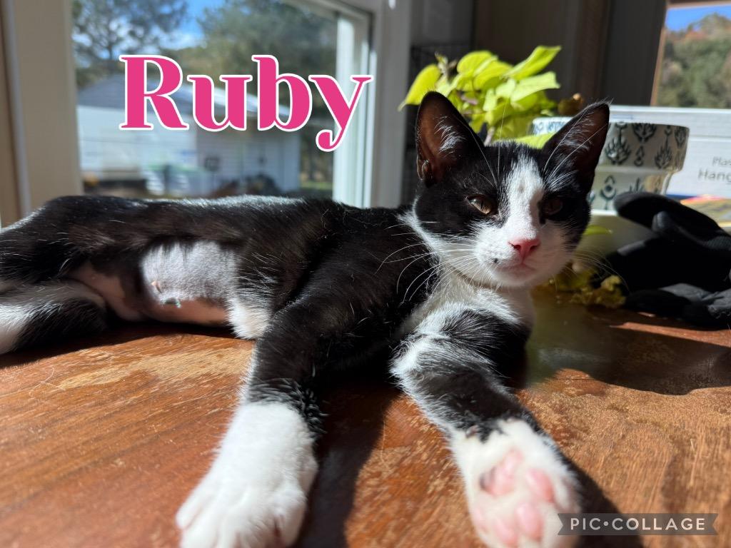 Ruby, Adoptable, Kitten Female Domestic Long Hair.