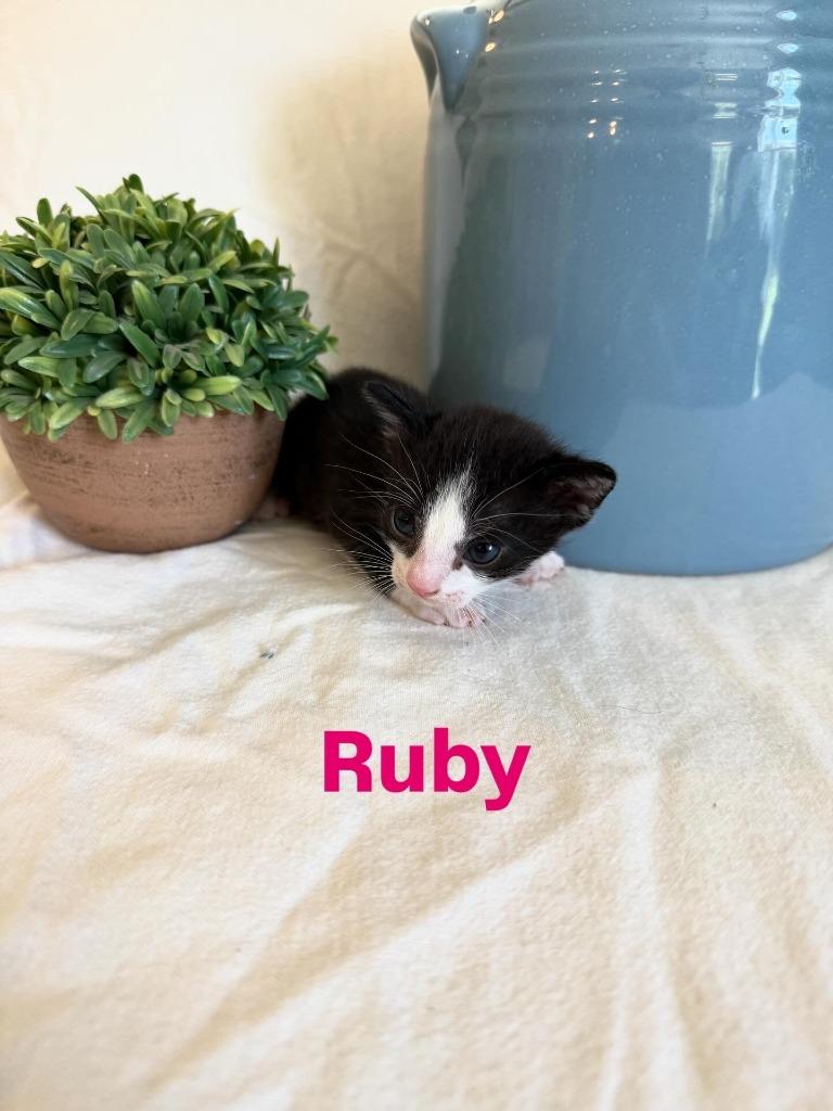 Ruby, a Adoptable mixed breed in Fort Oglethorpe, GA image 4/4