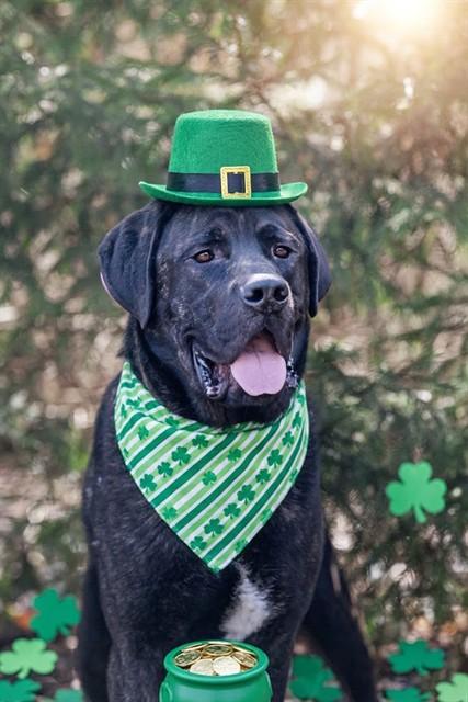 Enlarge GEORGE, a Adoptable mixed breed in Belleville, IL image 1/1