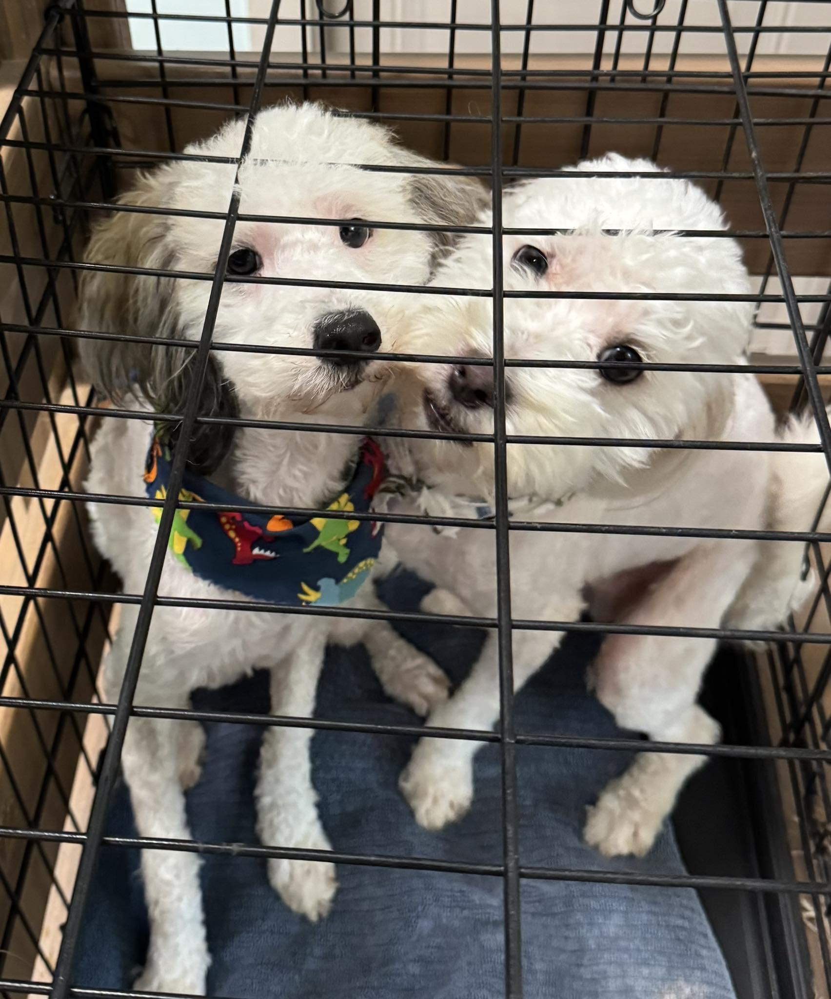 Lamborghini, Adoptable, Adult Male Havanese.