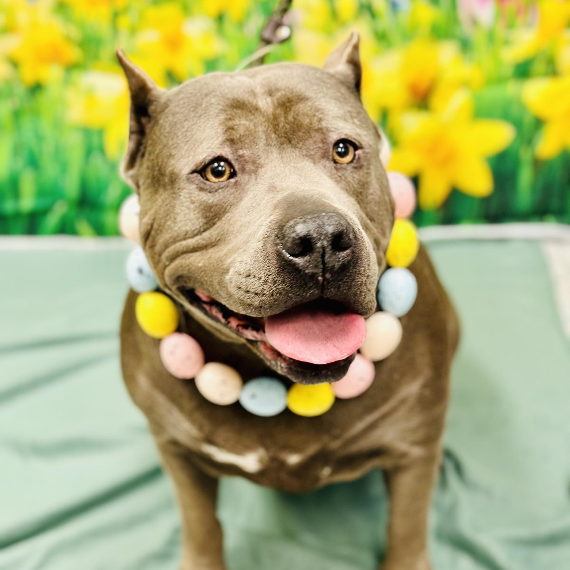 Ciara , ADOPTABLE, Adult Female American Bully.