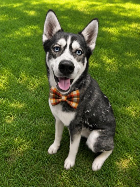 Enlarge RANGER, a Adoptable Siberian Husky in Clinton Township, MI image 1/1