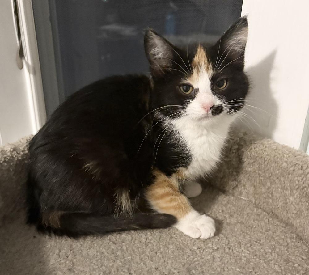 Enlarge Mia, a Adoptable Domestic Short Hair in Rochester, IN image 1/1