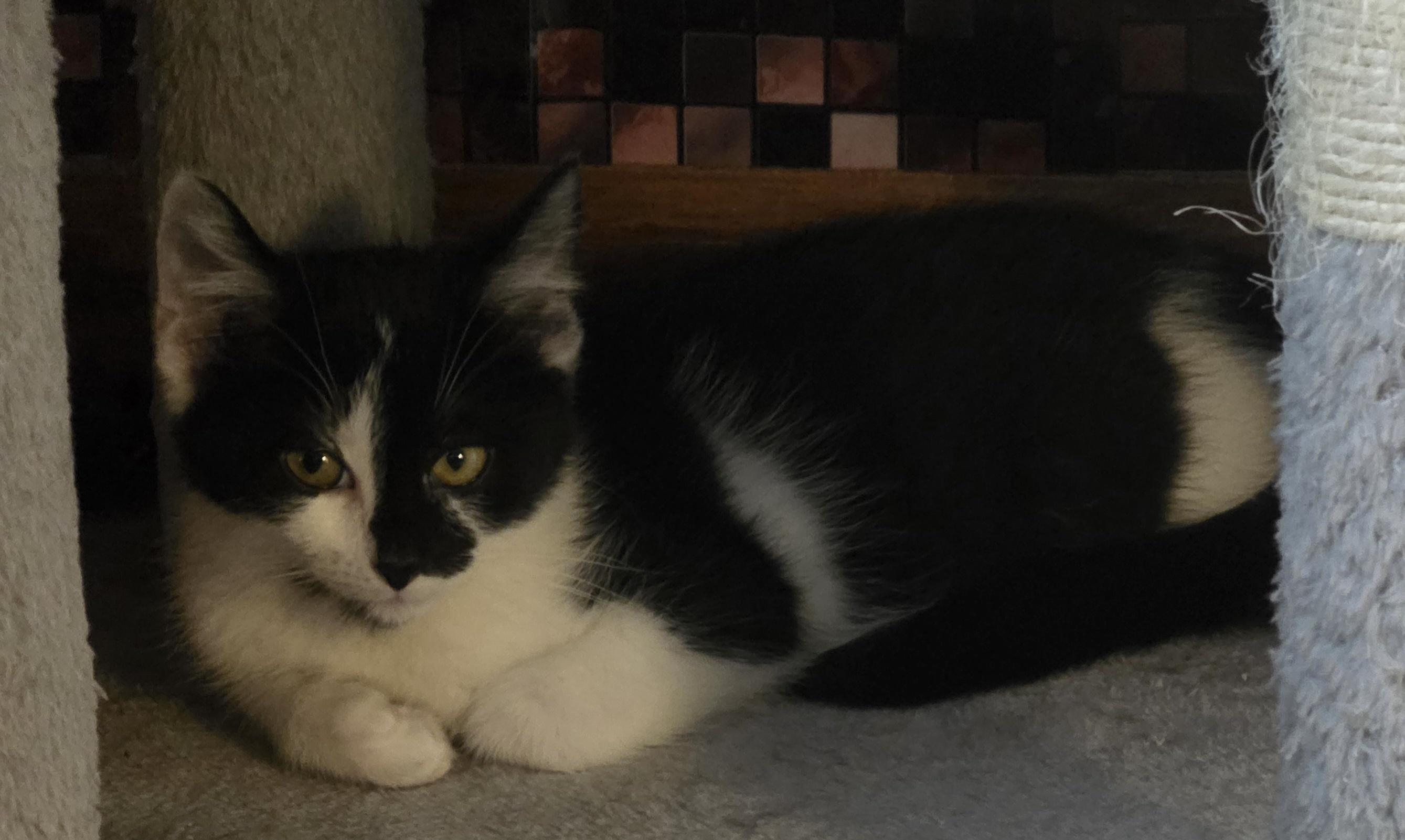 Enlarge Teddy James, a Adoptable Domestic Medium Hair in Jamesville, NY image 2/4
