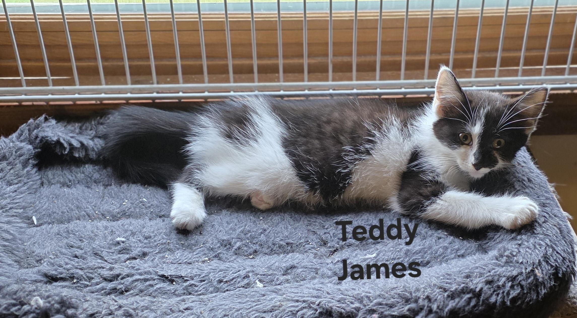 Teddy James, a ADOPTABLE Domestic Medium Hair in Jamesville, NY image 3/3