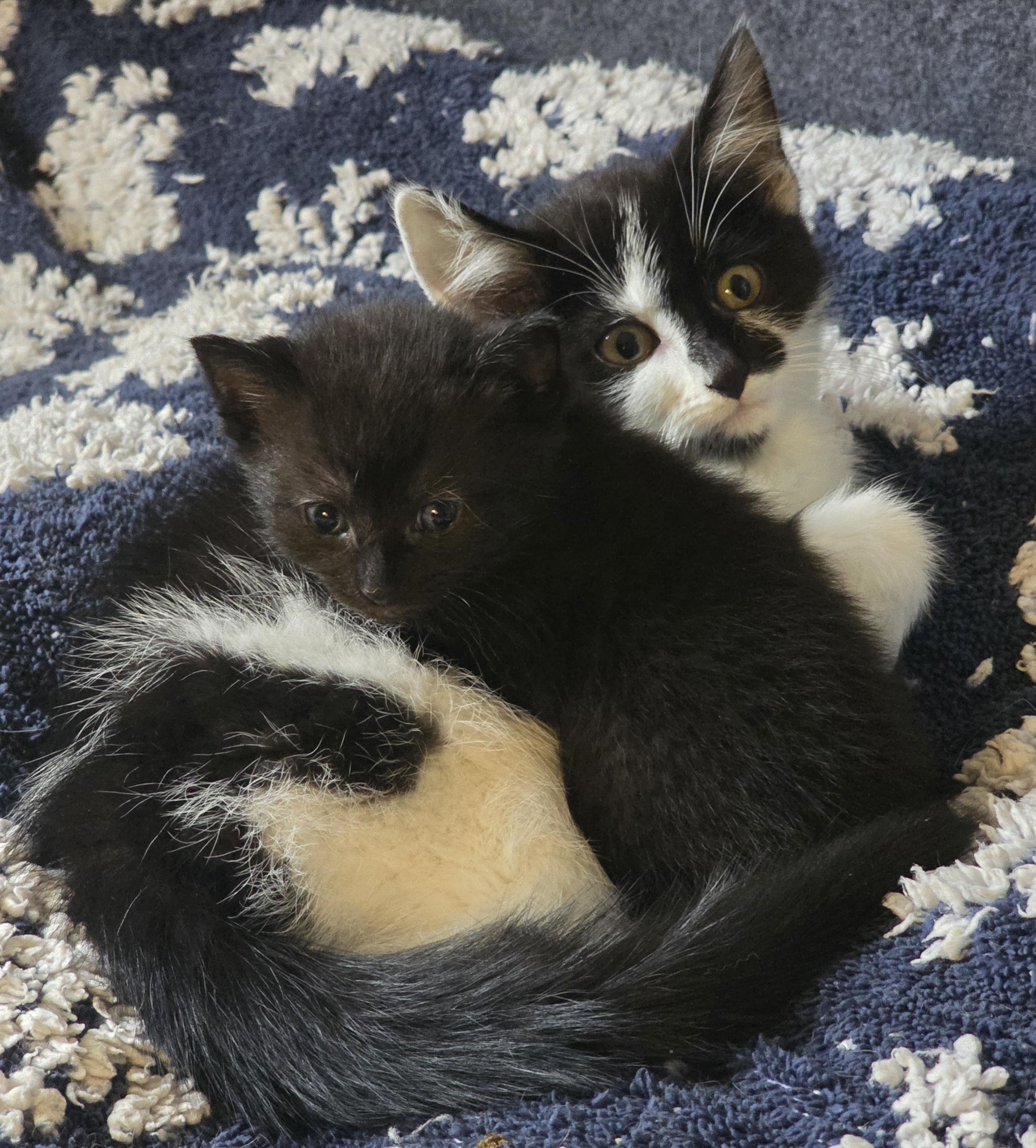 Teddy James, a ADOPTABLE Domestic Medium Hair in Jamesville, NY image 2/3