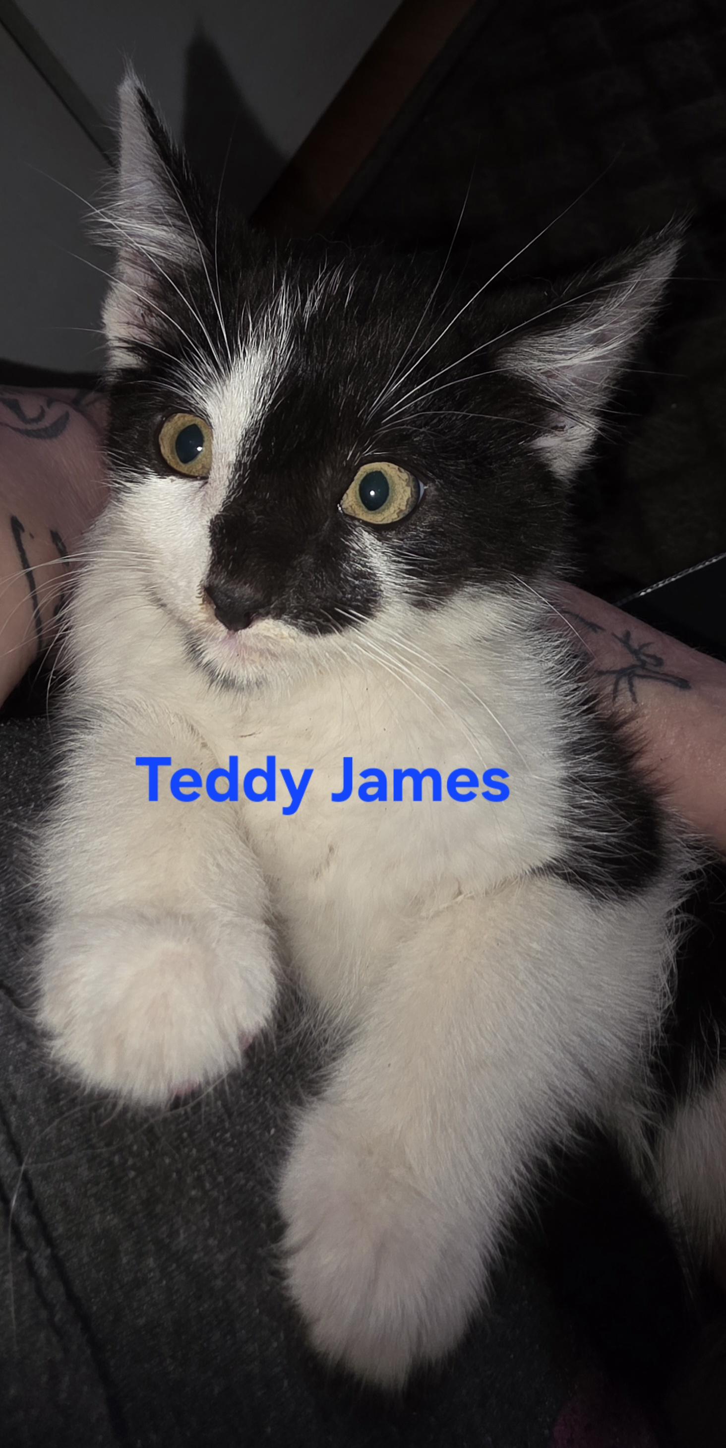 Teddy James, ADOPTABLE, Kitten Male Domestic Medium Hair.