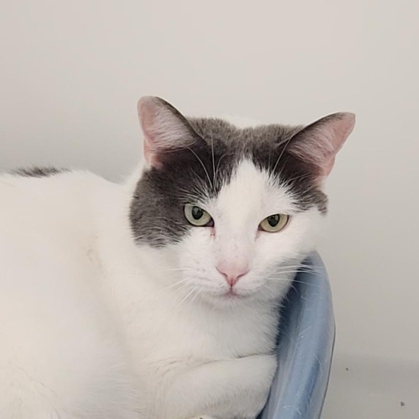 Juno, an adoptable Domestic Short Hair in Ridgway, CO, 81432 | Photo Image 4