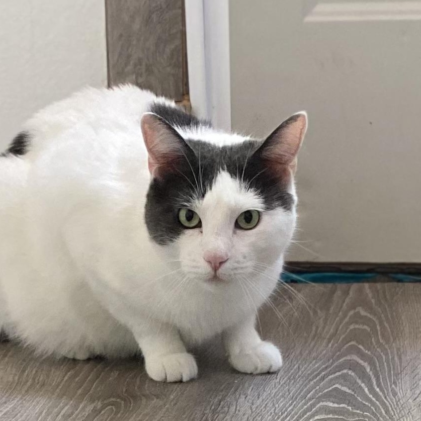 Juno, an adoptable Domestic Short Hair in Ridgway, CO, 81432 | Photo Image 3