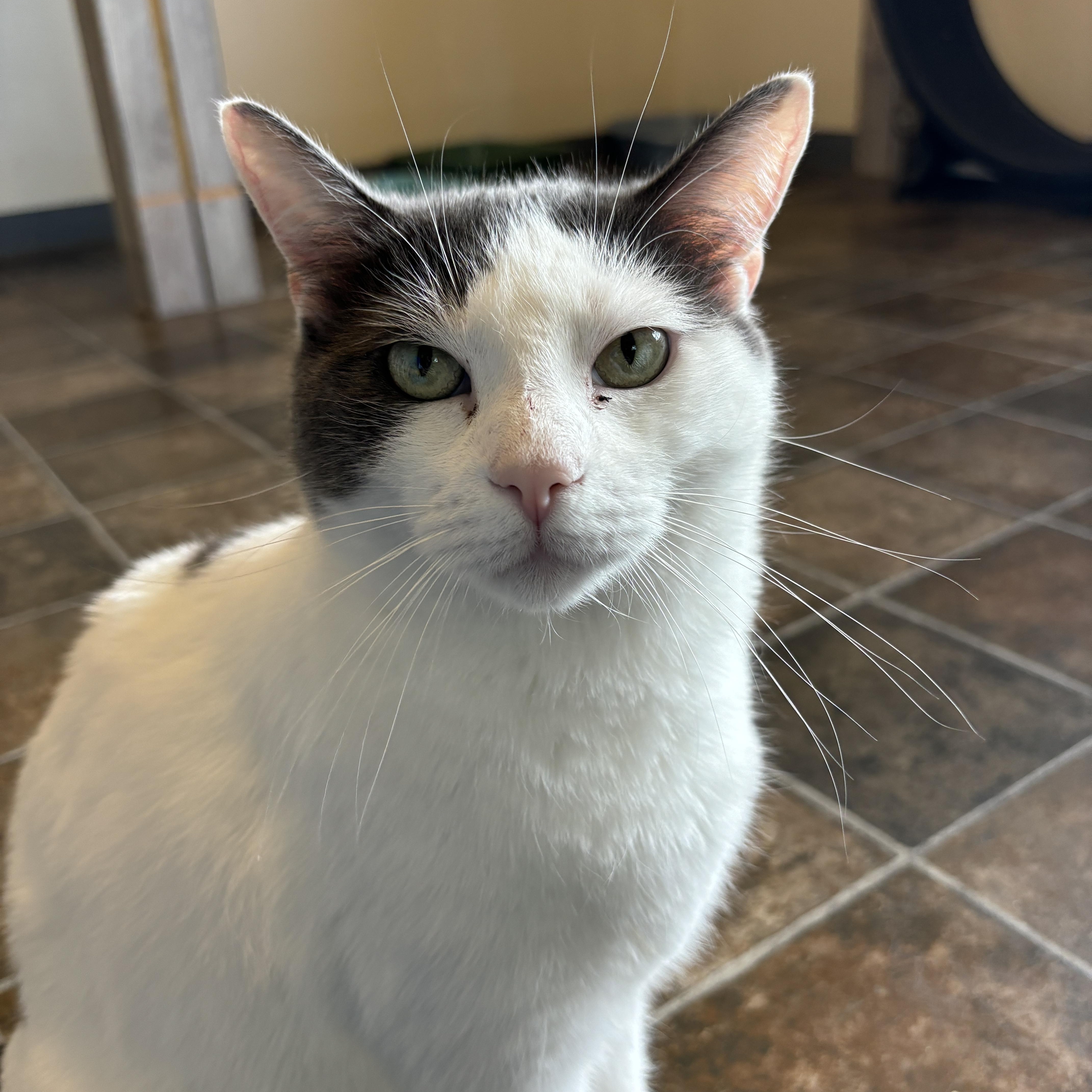 Juno, an adoptable Domestic Short Hair in Ridgway, CO, 81432 | Photo Image 1