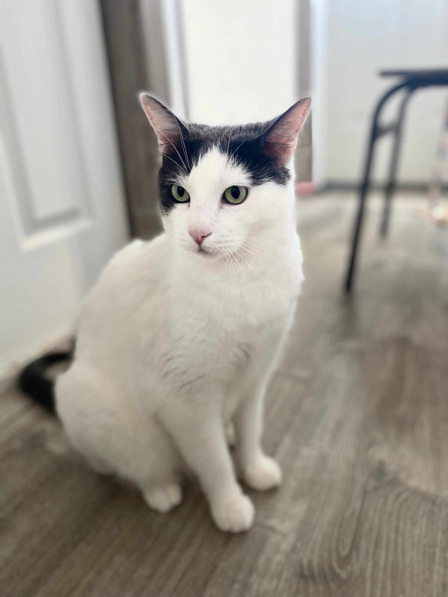 Juno, an adoptable Domestic Short Hair in Ridgway, CO, 81432 | Photo Image 2