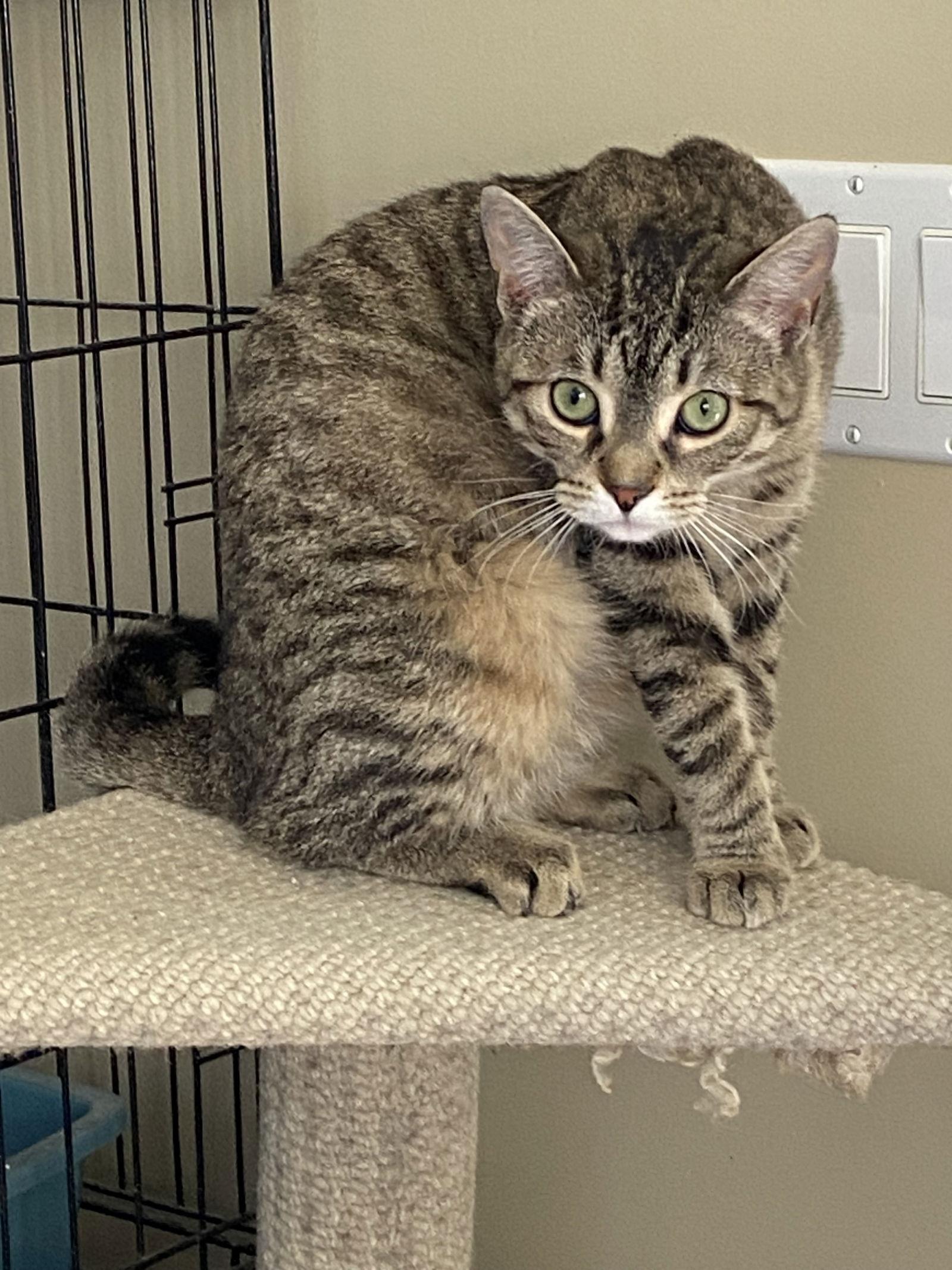 Enlarge Pepper, a Adoptable Domestic Short Hair in Markham, ON image 1/3