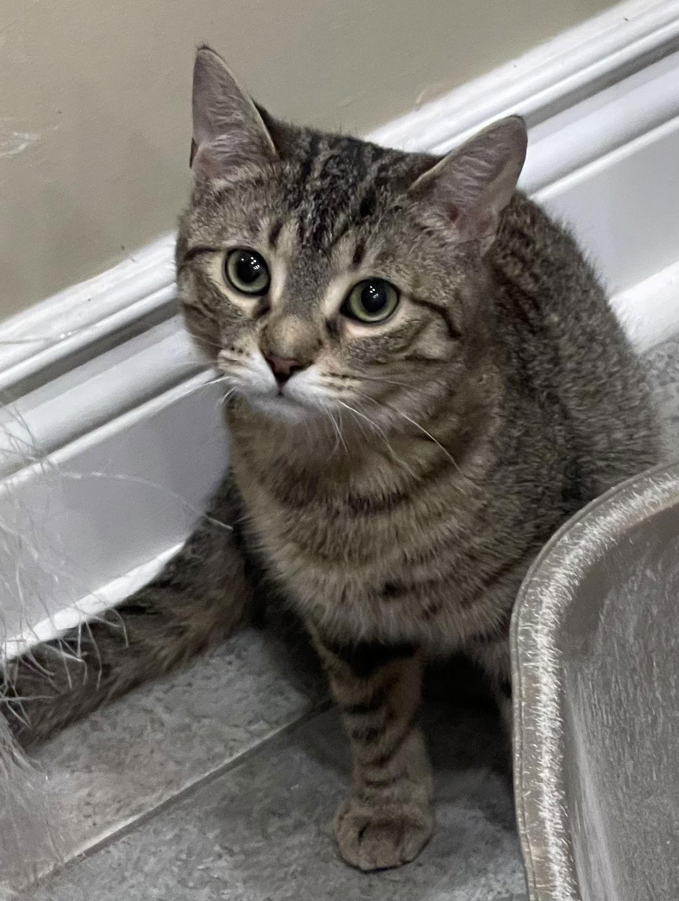 Enlarge Pepper, a Adoptable Domestic Short Hair in Markham, ON image 2/3