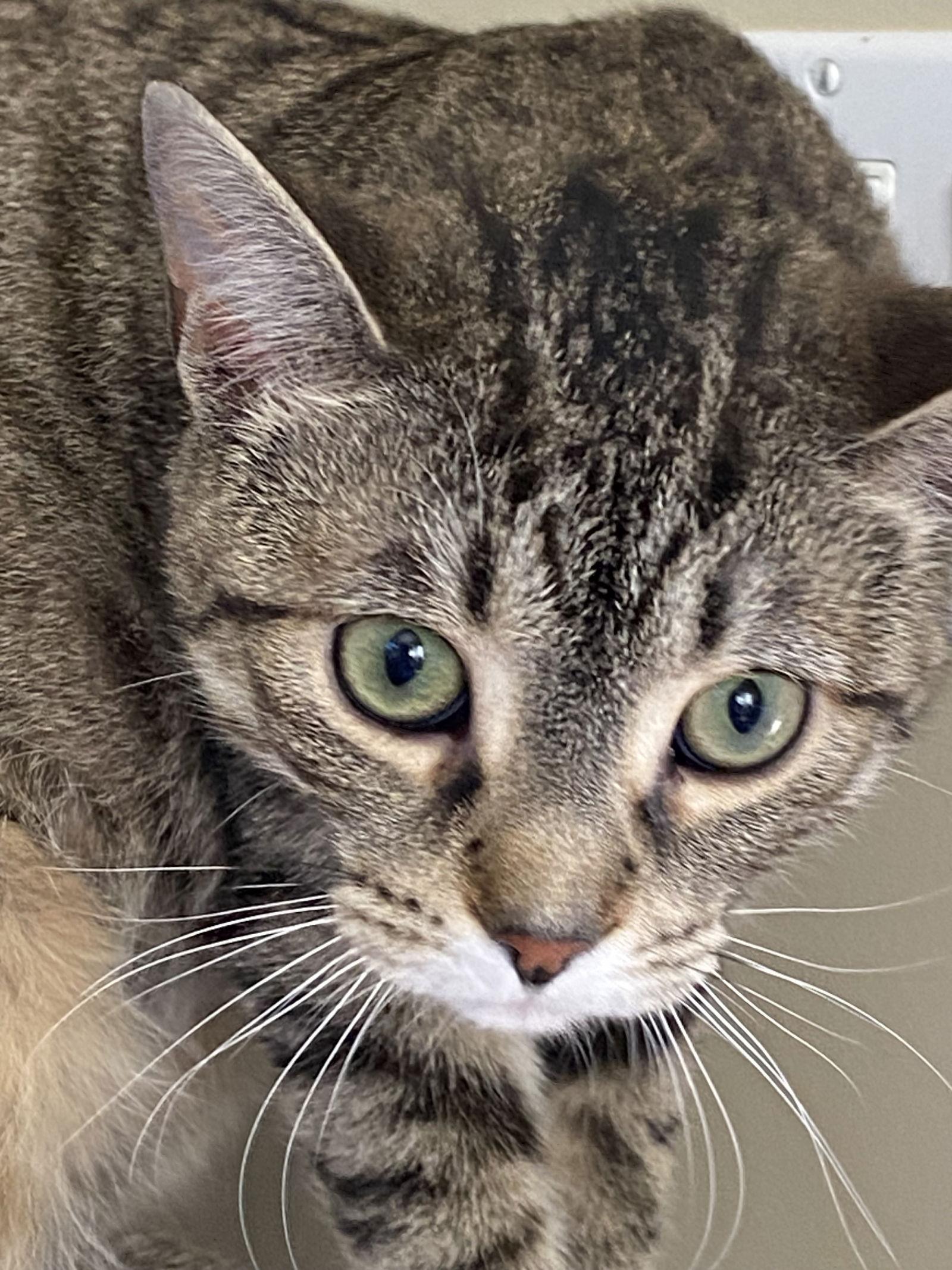 Enlarge Pepper, a Adoptable Domestic Short Hair in Markham, ON image 3/3