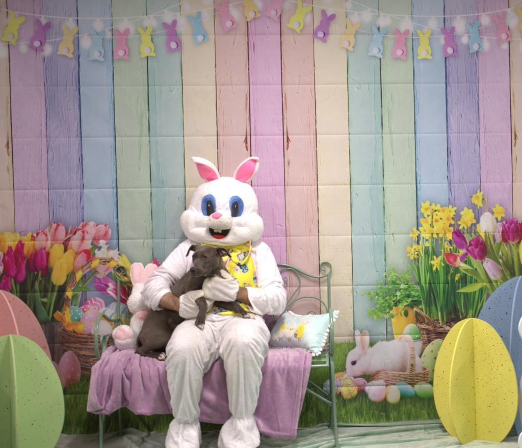 Enlarge Trix, a Adoptable mixed breed in Athens, TN image 1/4