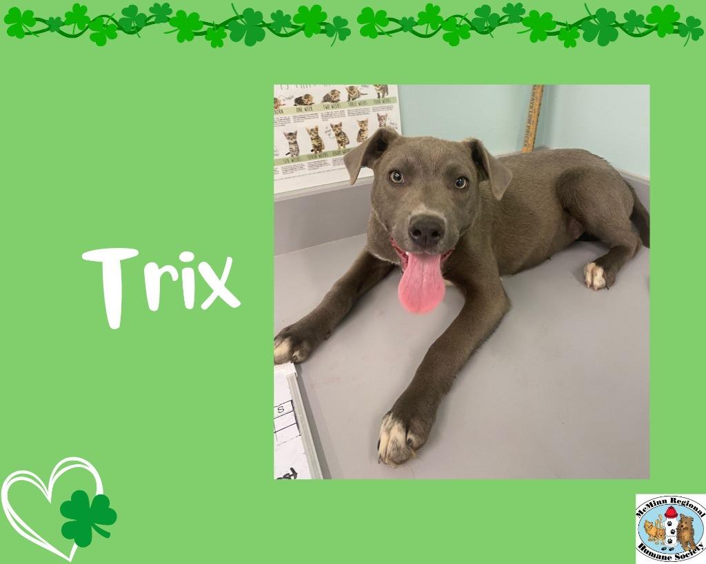 Enlarge Trix, a Adoptable mixed breed in Athens, TN image 2/4