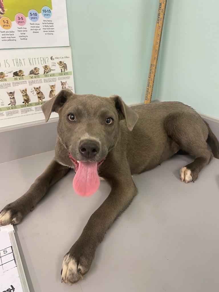 Trix, Adoptable, Young Female Terrier.