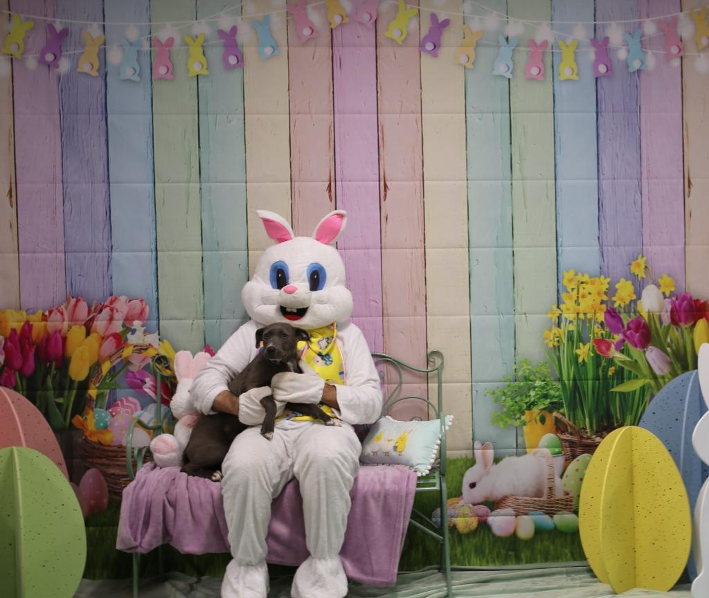 Enlarge Trix, a Adoptable mixed breed in Athens, TN image 4/4