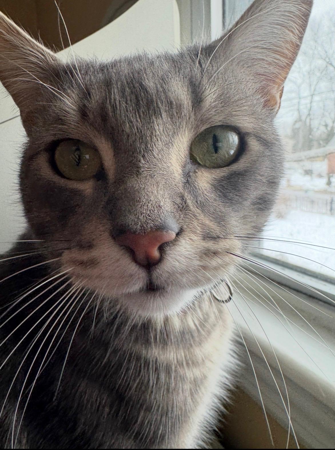 Charlie, adoptable, Young Male Domestic Short Hair.