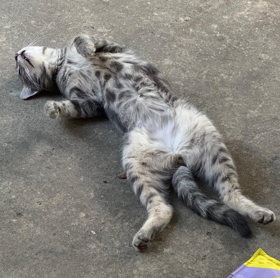 Enlarge Charlie, an adoptable Domestic Short Hair in Beltsville, MD image 2/6