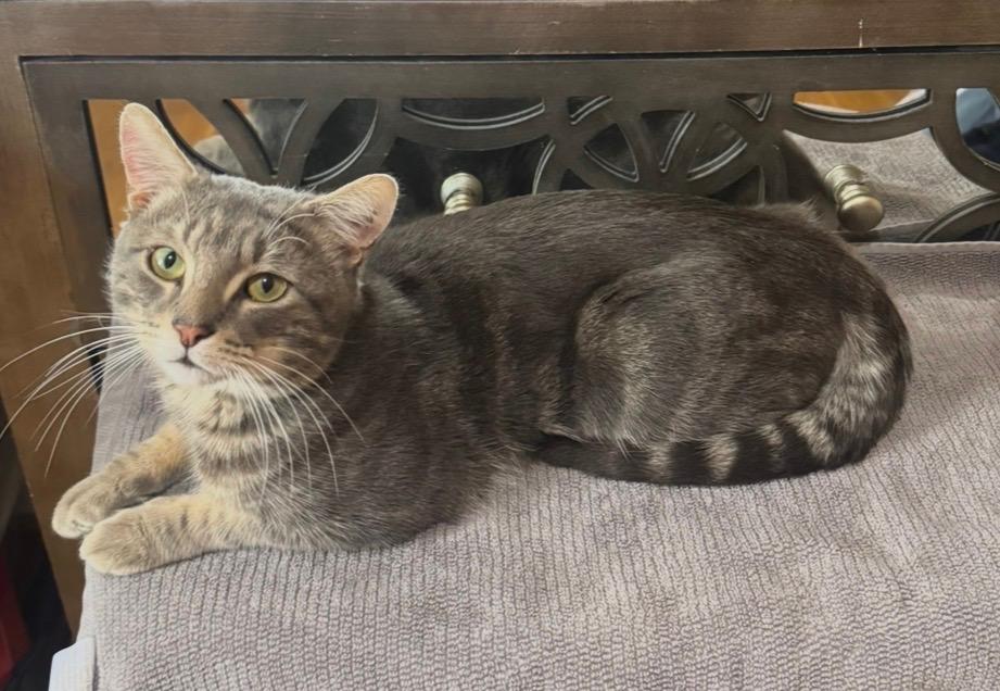 Enlarge Charlie, an adoptable Domestic Short Hair in Beltsville, MD image 3/6