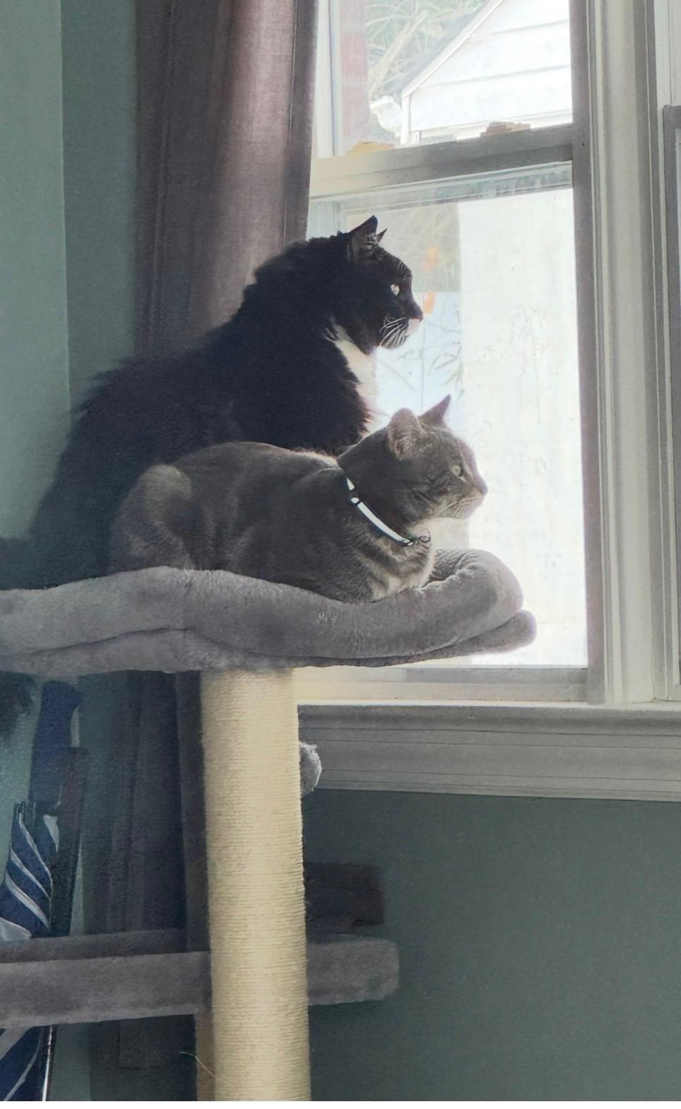 Enlarge Charlie, an adoptable Domestic Short Hair in Beltsville, MD image 4/6