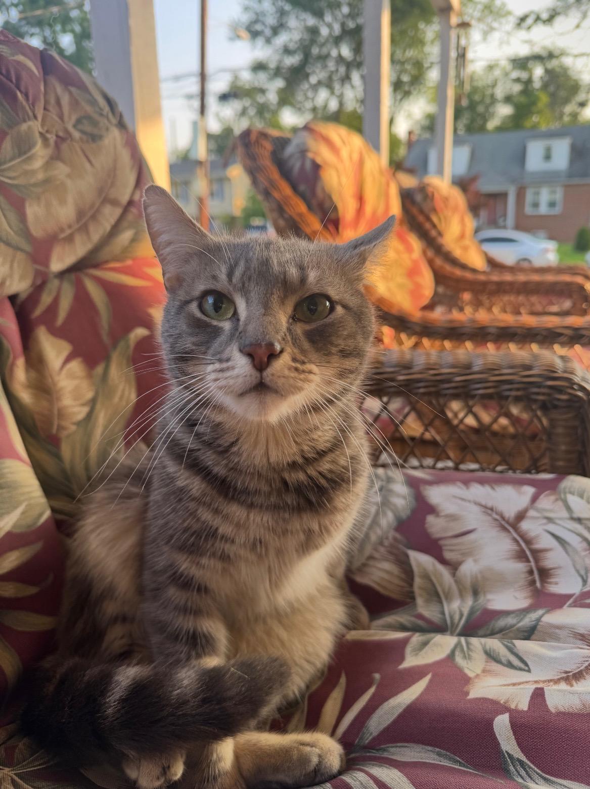 Enlarge Charlie, an adoptable Domestic Short Hair in Beltsville, MD image 5/6