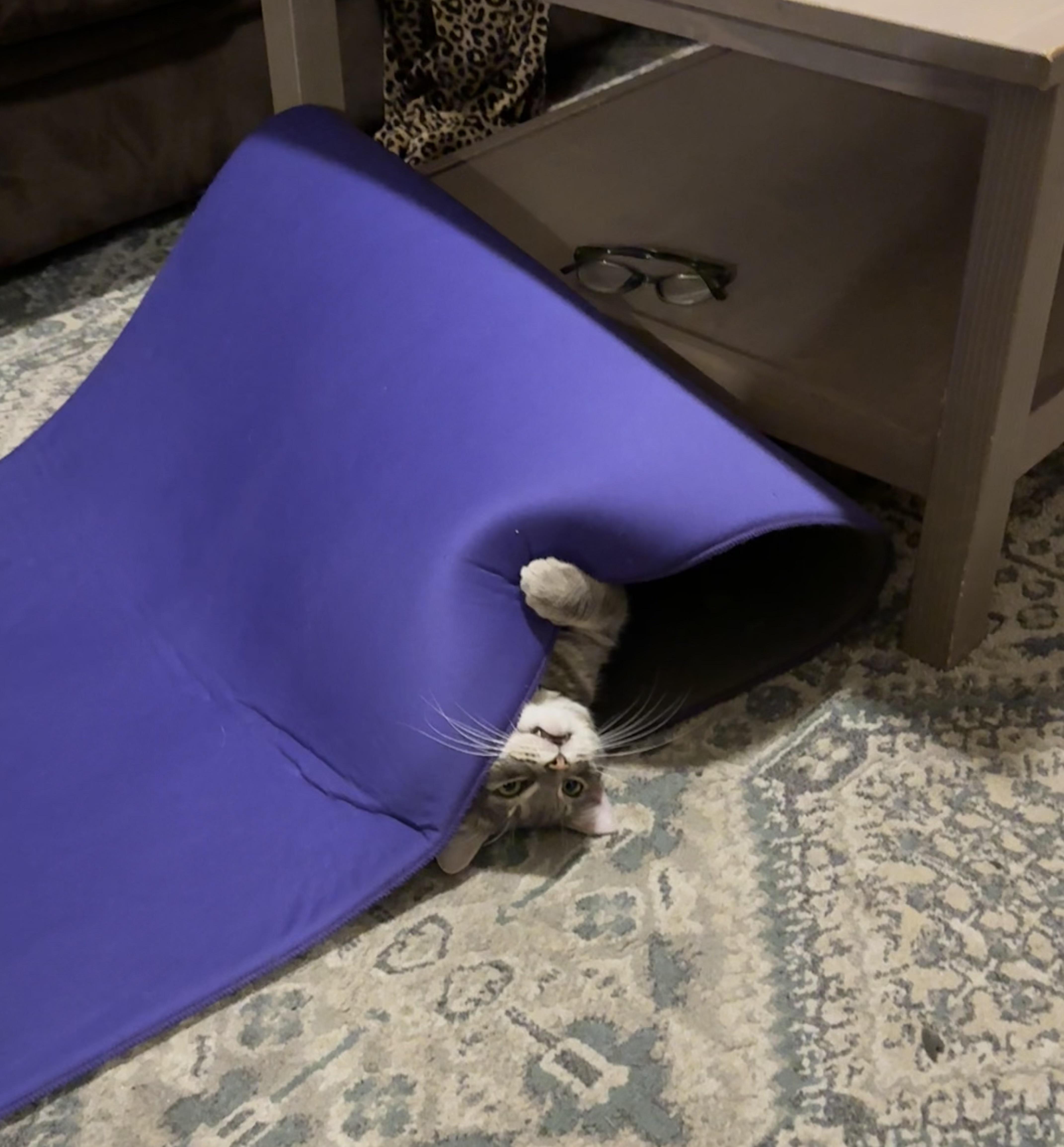 Enlarge Charlie, an adoptable Domestic Short Hair in Beltsville, MD image 6/6