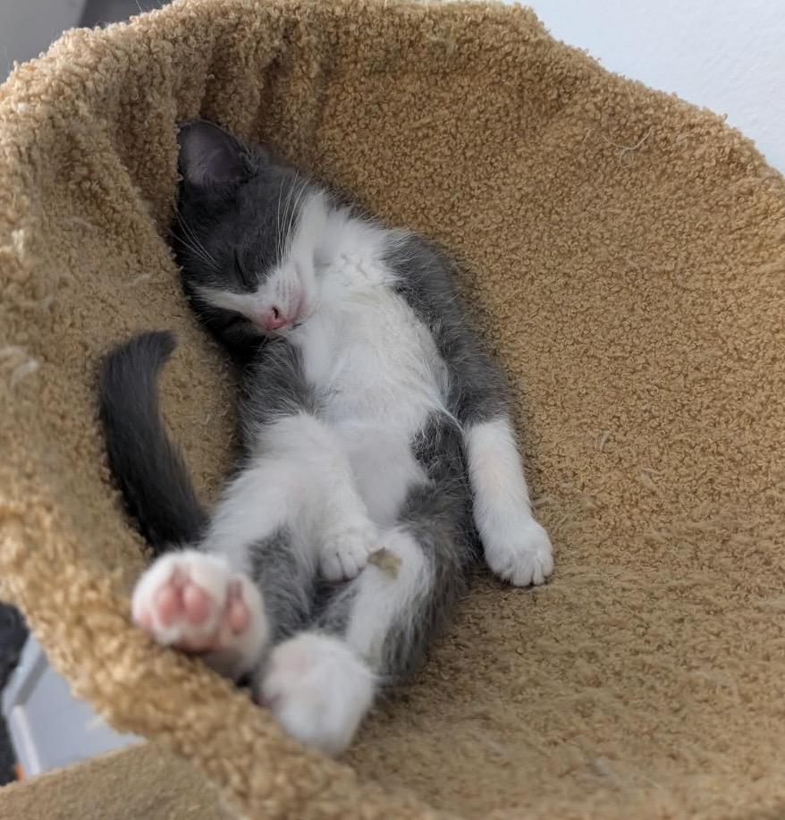 Enlarge Boo-Dini, a Adoptable Domestic Short Hair in Maineville, OH image 1/4