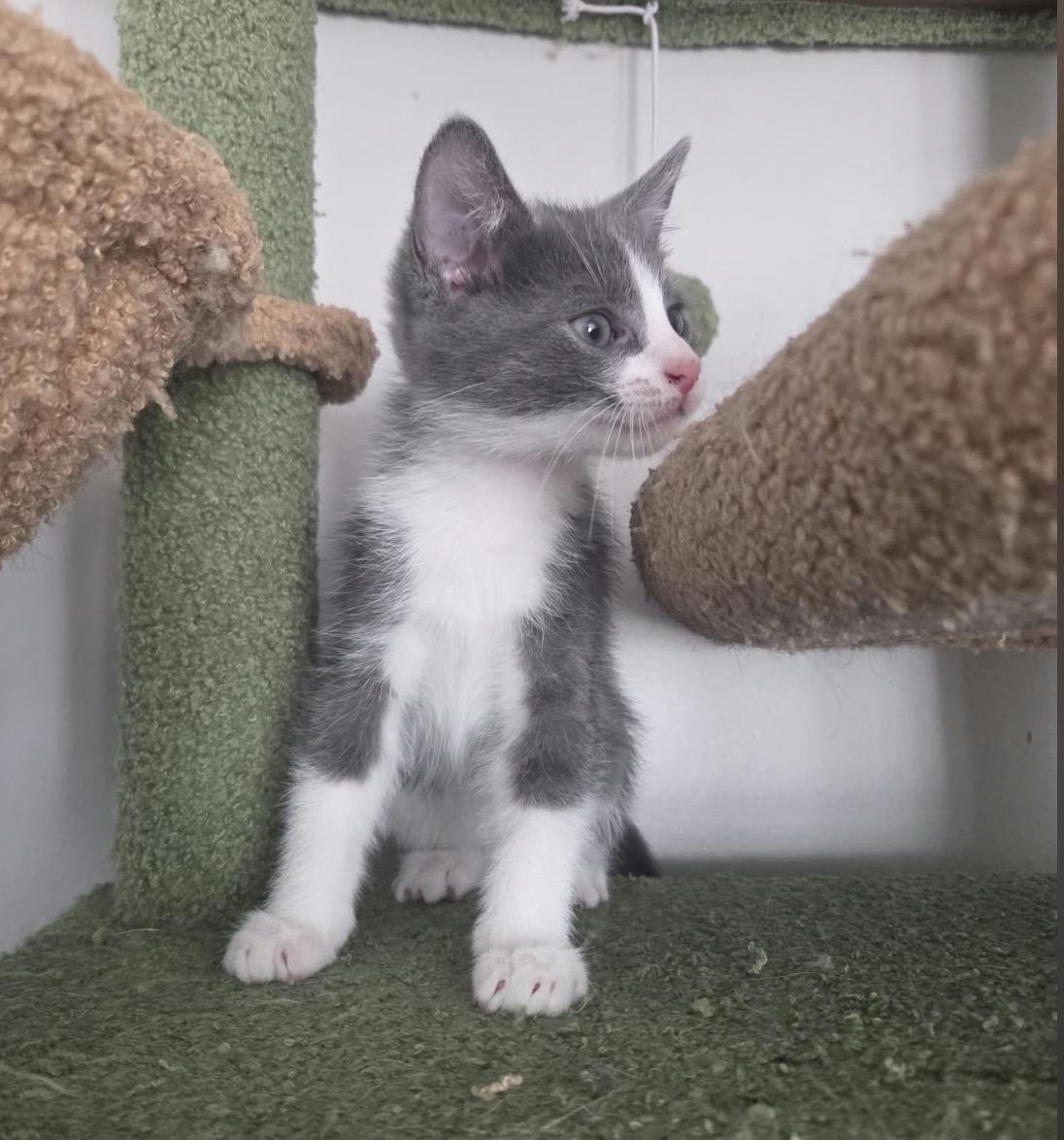 Enlarge Boo-Dini, a Adoptable Domestic Short Hair in Maineville, OH image 2/4