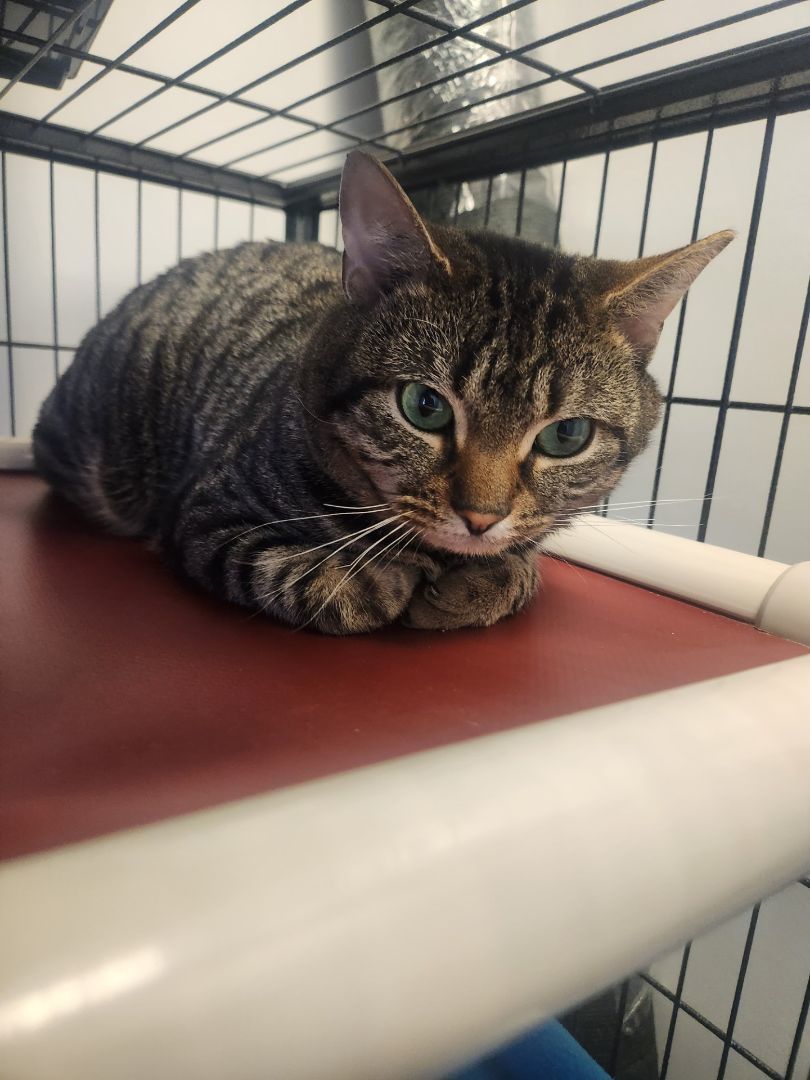 Shadow, Adopted, Kitten Male Domestic Short Hair.