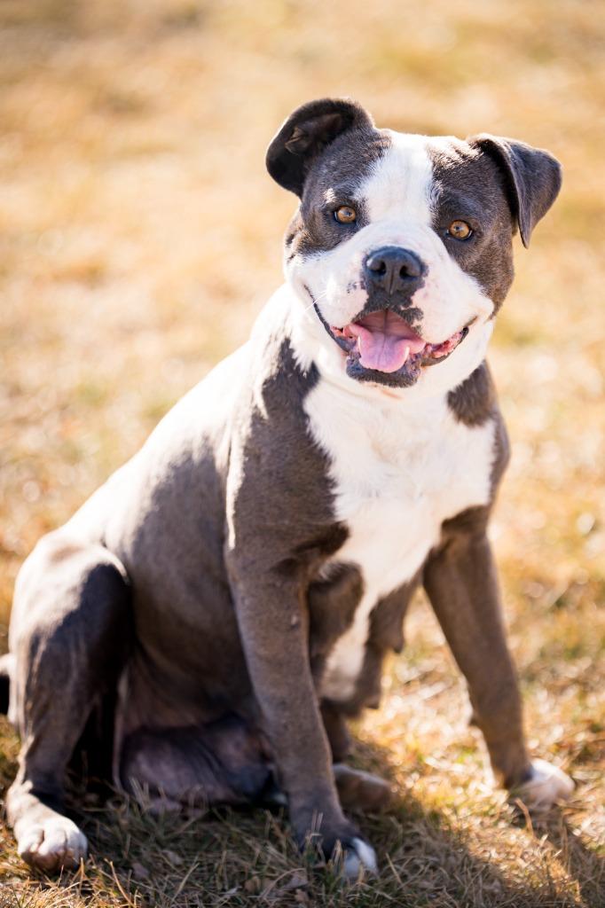 Enlarge FeeFee, a Adoptable Pit Bull Terrier in Fort Lupton, CO image 1/6