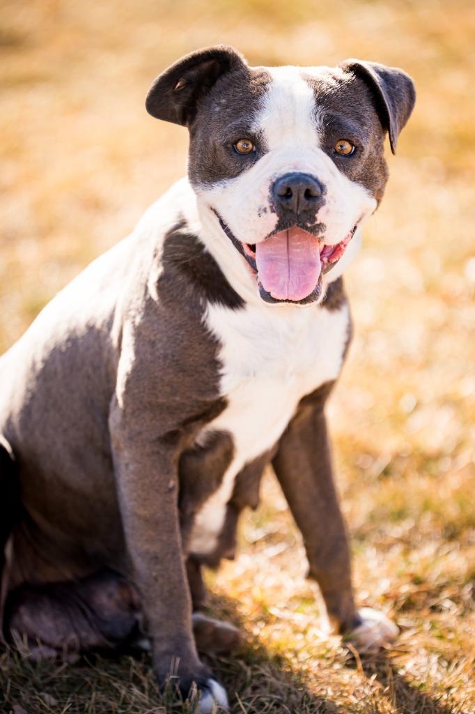 Enlarge FeeFee, a Adoptable Pit Bull Terrier in Fort Lupton, CO image 2/6