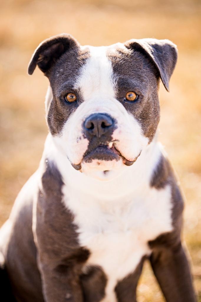 Enlarge FeeFee, a Adoptable Pit Bull Terrier in Fort Lupton, CO image 3/6