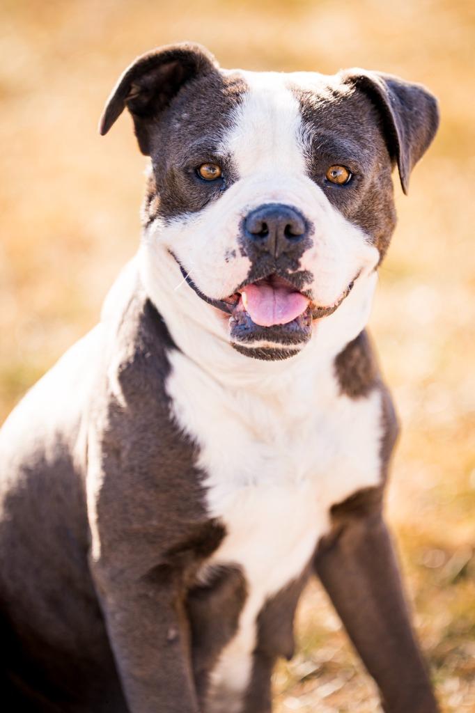 Enlarge FeeFee, a Adoptable Pit Bull Terrier in Fort Lupton, CO image 4/6