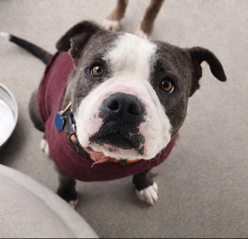 Enlarge FeeFee, a Adoptable Pit Bull Terrier in Fort Lupton, CO image 5/6