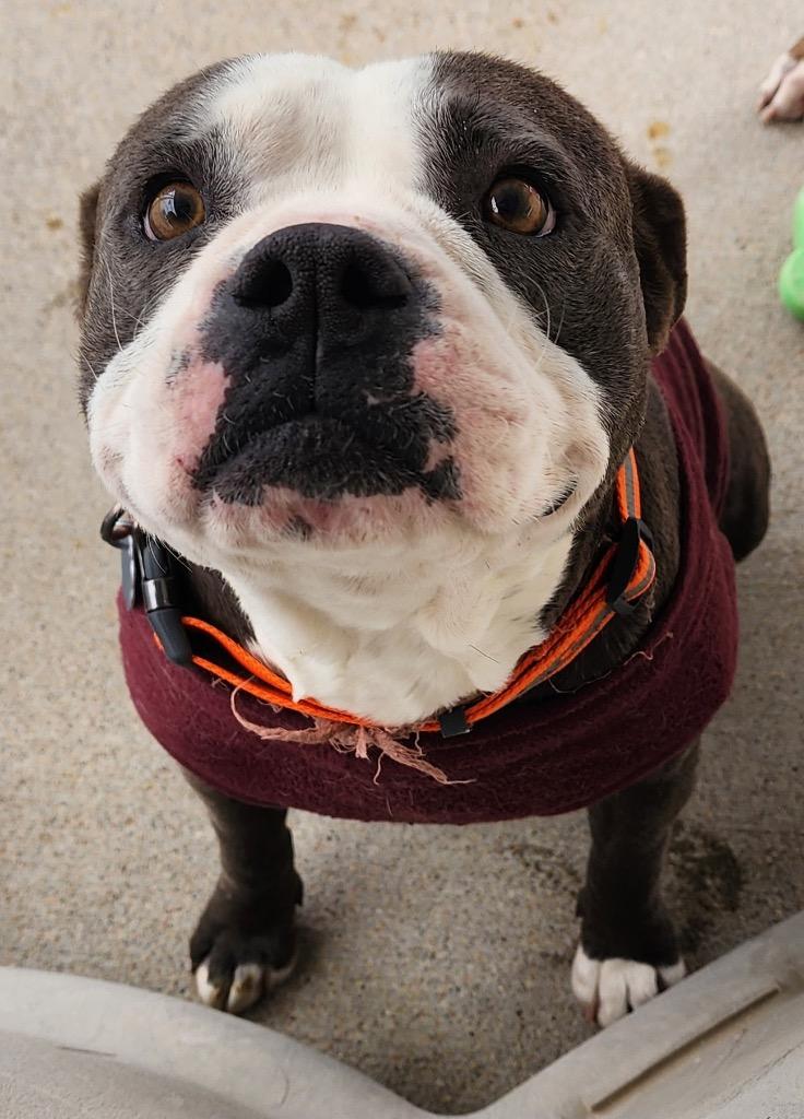 Enlarge FeeFee, a Adoptable Pit Bull Terrier in Fort Lupton, CO image 6/6