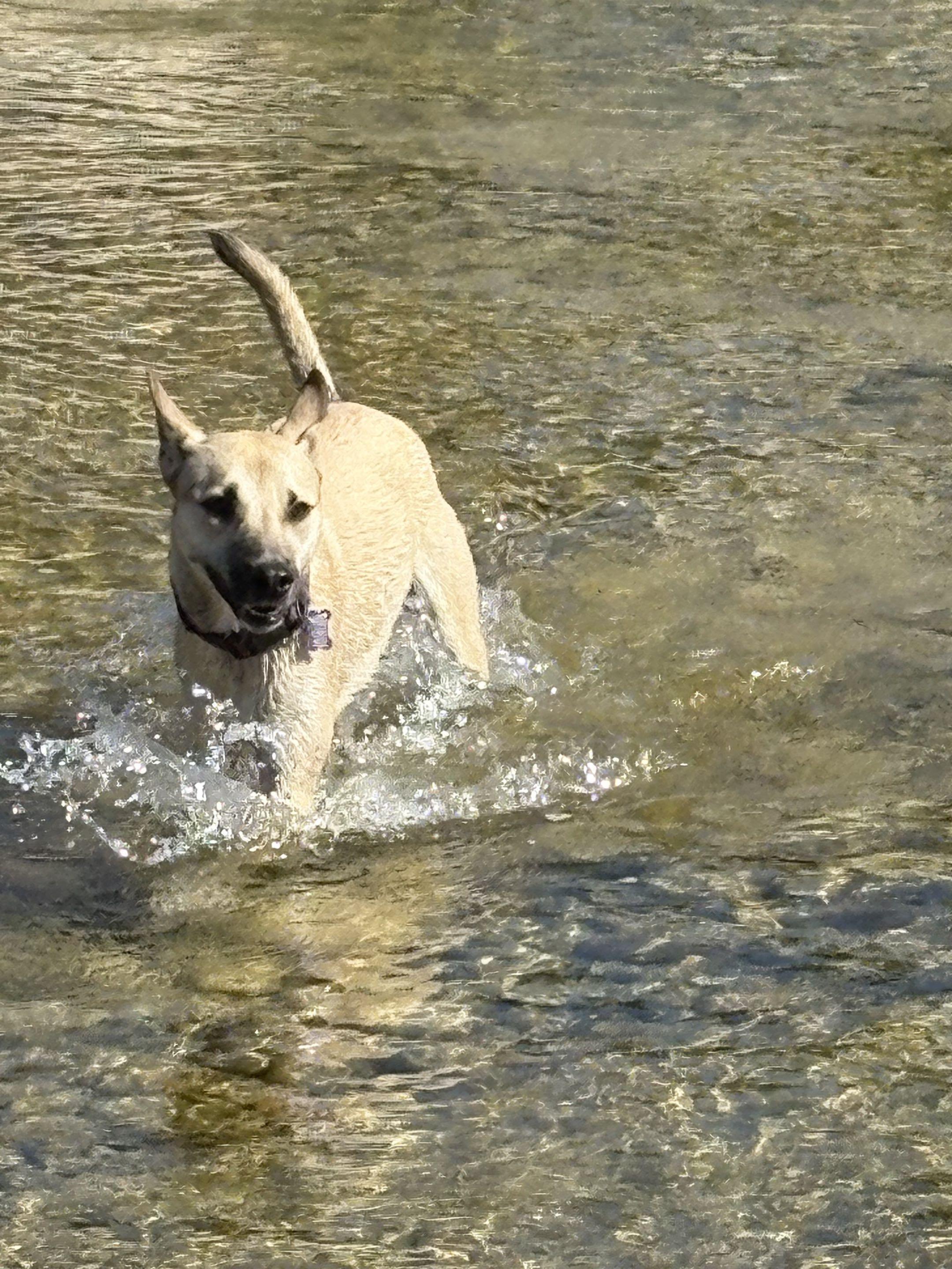 Miss Lovie, Adoptable, Young Female German Shepherd Dog.