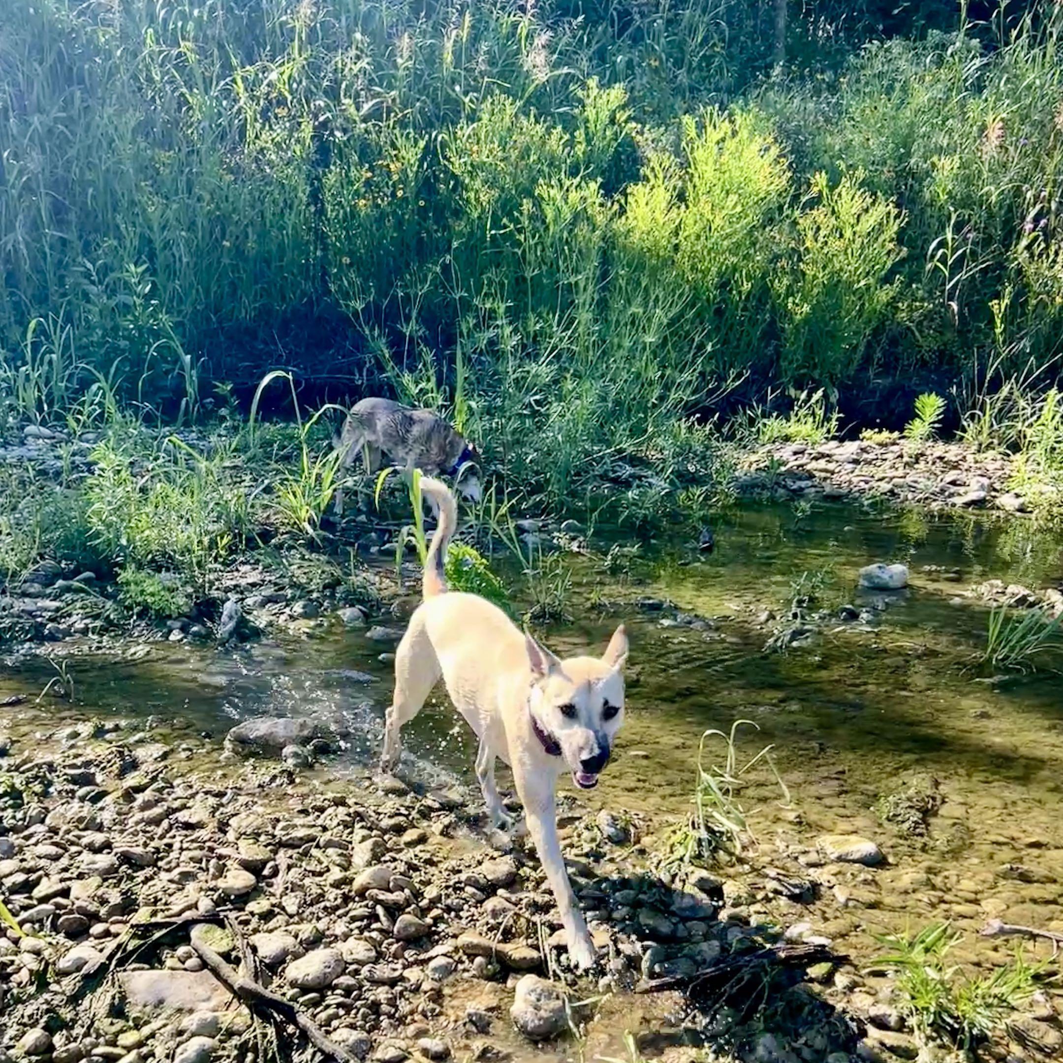 Enlarge Miss Lovie, a Adoptable German Shepherd Dog in Austin, TX image 5/5