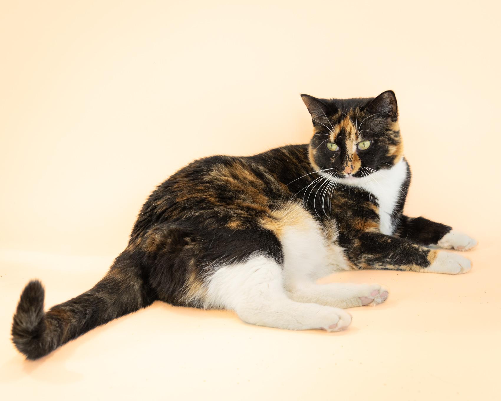 Enlarge Snickerdoodle, a ADOPTABLE Domestic Short Hair in Quincy, MA image 2/2