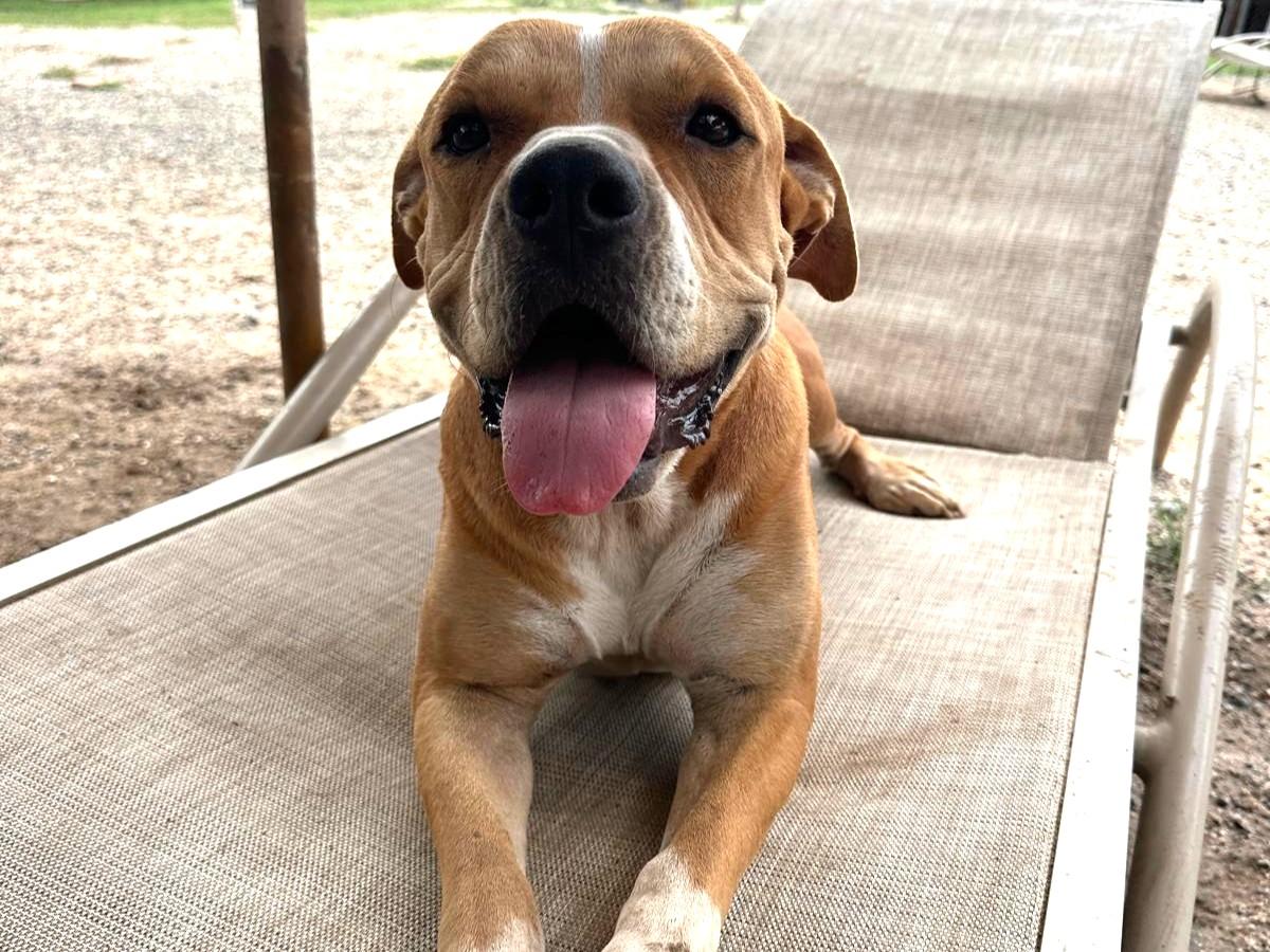 Cruz, an adoptable Mixed Breed in Bucerias, NAY, 63732 | Photo Image 1