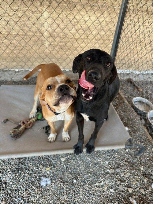 Cruz, an adoptable Mixed Breed in Bucerias, NAY, 63732 | Photo Image 4