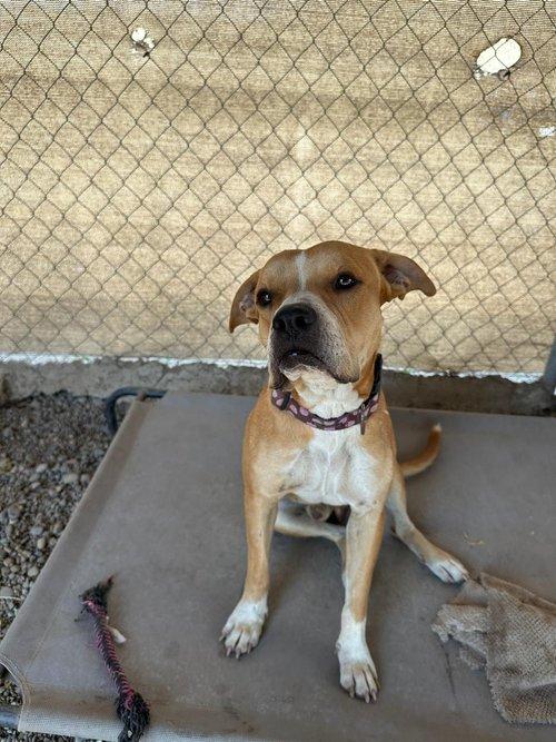 Cruz, an adoptable Mixed Breed in Bucerias, NAY, 63732 | Photo Image 2