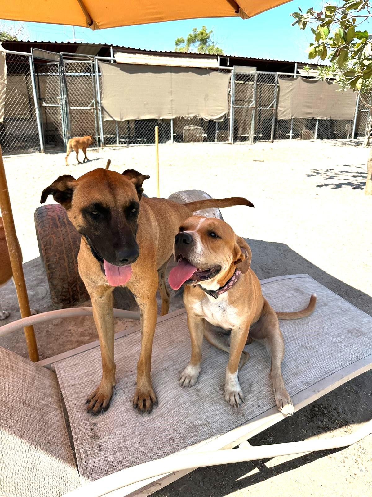 Cruz, an adoptable Mixed Breed in Bucerias, NAY, 63732 | Photo Image 6