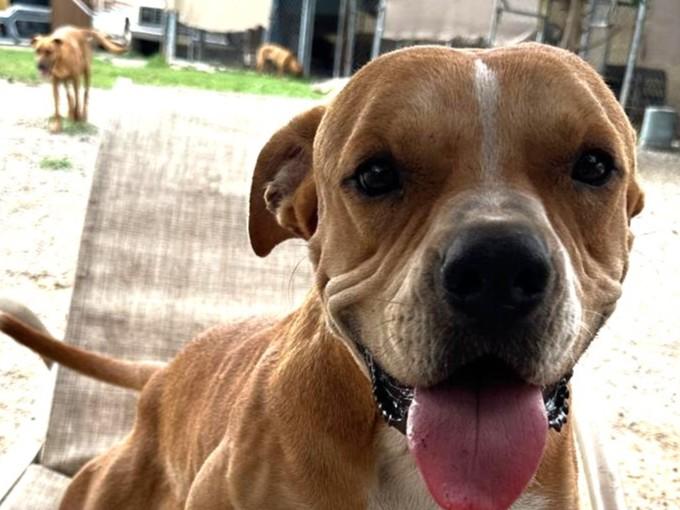 Cruz, an adoptable Mixed Breed in Bucerias, NAY, 63732 | Photo Image 3