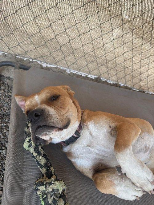 Cruz, an adoptable Mixed Breed in Bucerias, NAY, 63732 | Photo Image 5