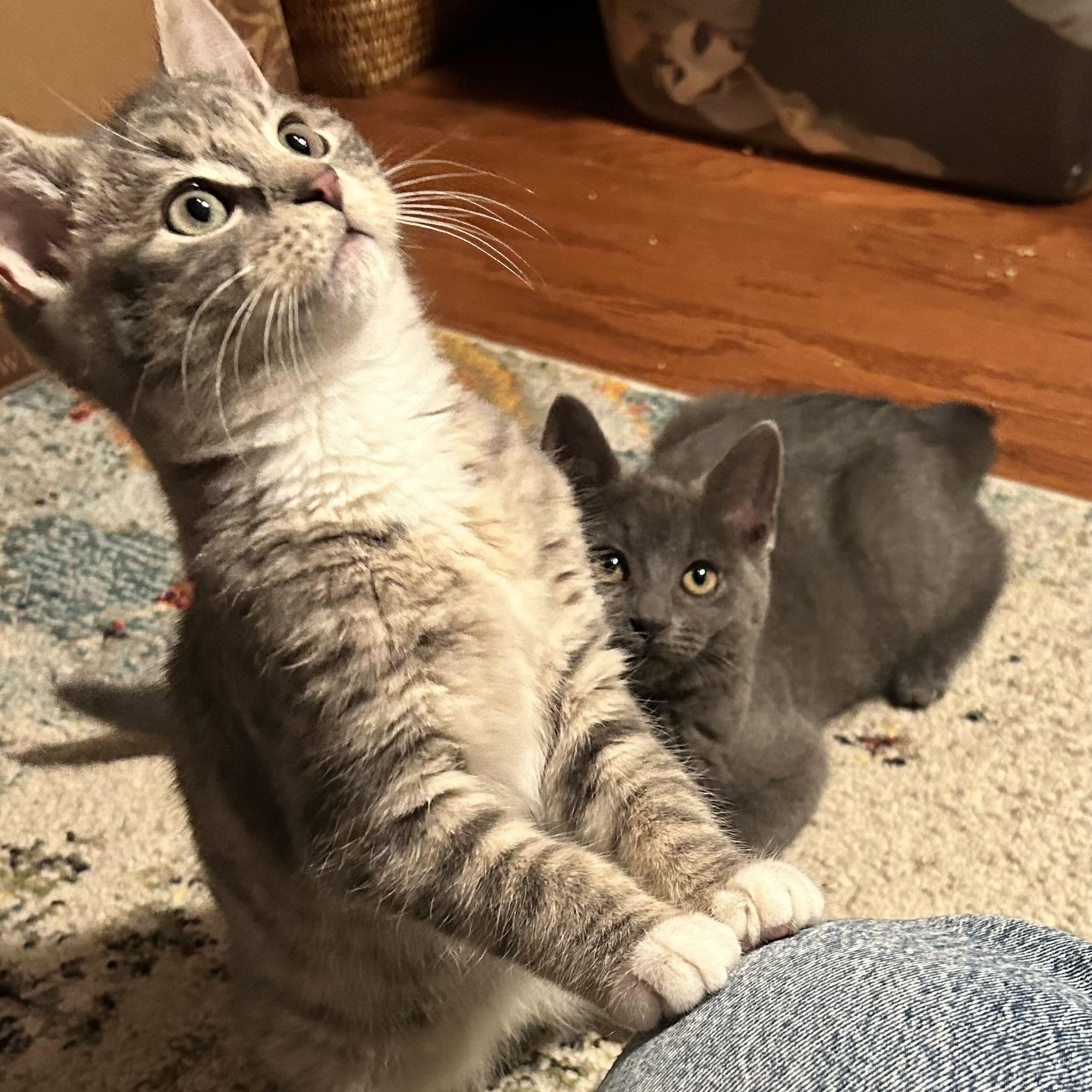 Enlarge Nimbus, a ADOPTABLE Domestic Short Hair in Weehawken, NJ image 3/4